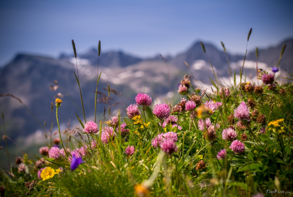 Zahlreiche Sommerblumen auf einer bunten Bergwiese im Unterengadin