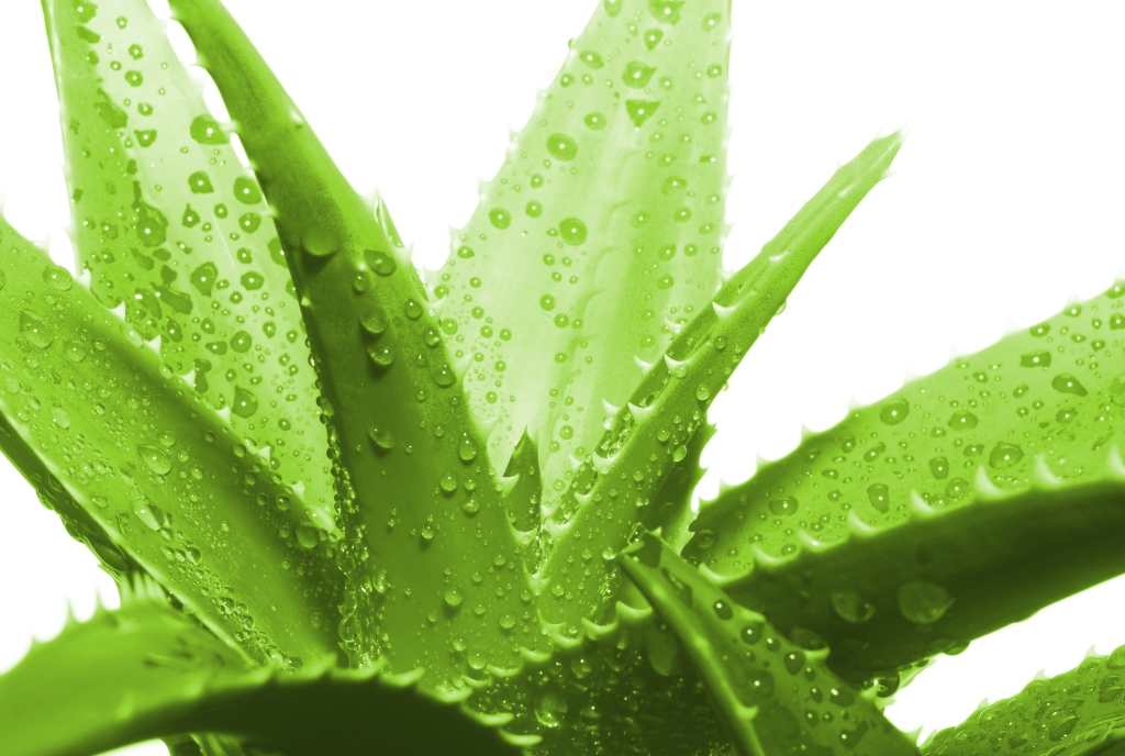 Bogn Engiadina massage with aloe vera in the Roman-Irish bath