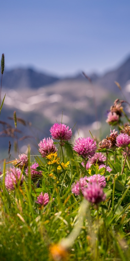 Zahlreiche Sommerblumen auf einer bunten Bergwiese im Unterengadin