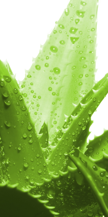 Bogn Engiadina Massage à l'aloe vera dans le bain romain-irlandais Bogn Engiadina Massage à l'aloe vera dans le bain romain-irlandais