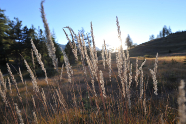 Aufguss Herbst